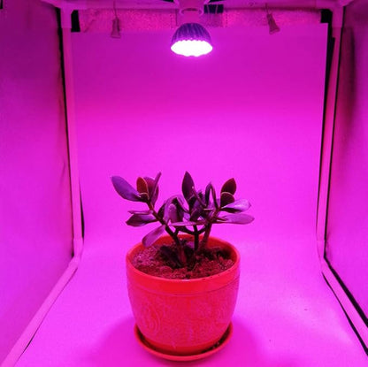 Plant Grow Light Bulb,6W Full Spectrum Grow Lamp,Purple Light,MR16 GU5.3 AC/DC12V 60W Equivalent LED Grow Light Bulb for Idoor Outdoor Plant Growing, DIY Horticulture, Greenhouse,2-Pack