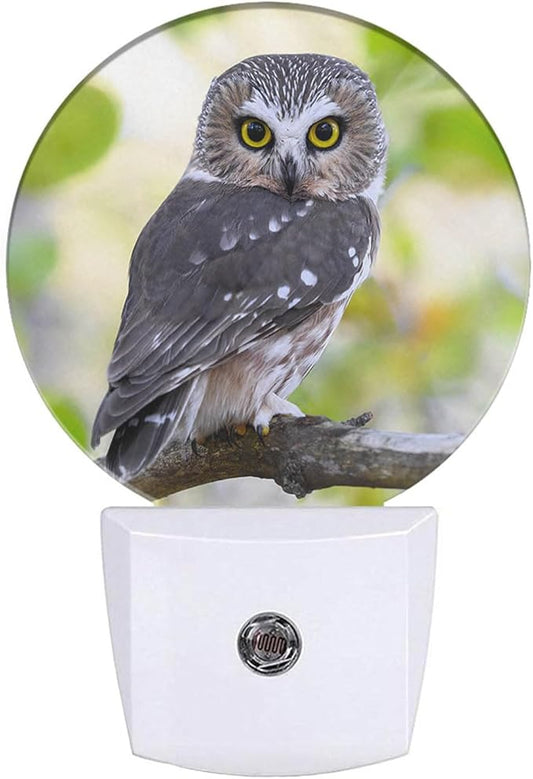 Bird Night Lights Plug into Wall Watercolor Owl Portrait Brown Feather LED Dusk to Dawn Plug-in Nightlight Auto Sensor for Bedroom Bathroom Hallway Living Room