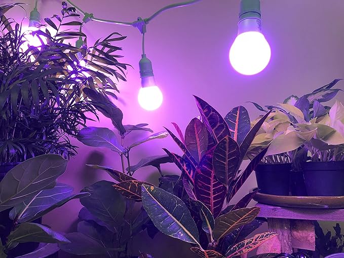 Miracle LED Grow Light, 6-Pack, Multi-Plant Red & Blue 150W