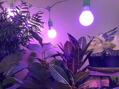 Miracle LED Grow Light, 6-Pack, Multi-Plant Red & Blue 150W