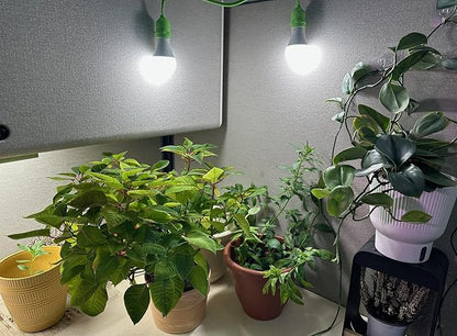 Miracle LEDs Full Spectrum Absolute Daylight Plus Grow Light Bulbs (4-Pack)