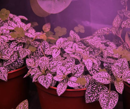 Miracle LED Grow Light, 6-Pack, Multi-Plant Red & Blue 150W